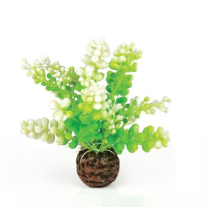 Decoratiune alga marina Caulerpa