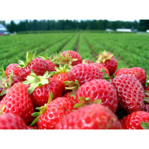 Ingrasamant organo-mineral pentru capsuni Agro, 1 kg