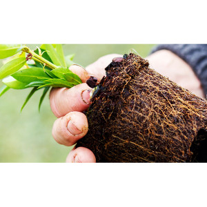 Ingrasamant plante ornamentale Osmocote Start 1.5 luni, 1 kg